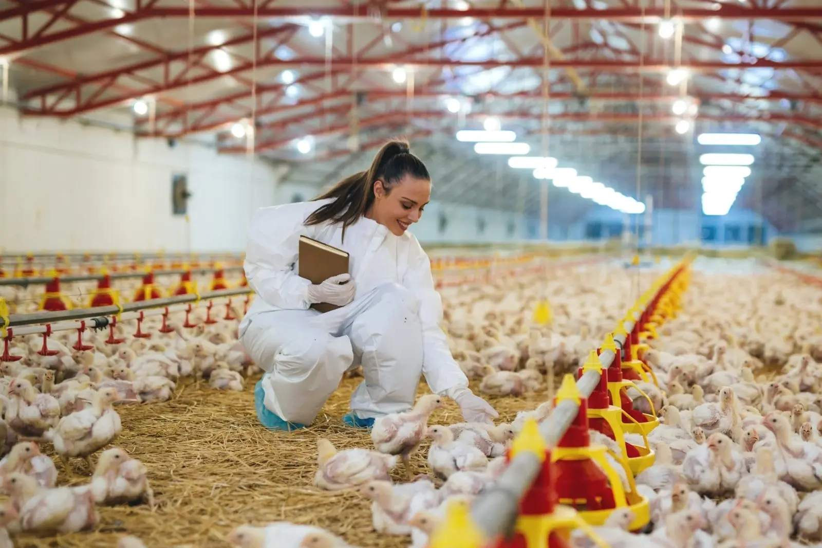 A student in protective clothing observing young chickens in a poultry barn