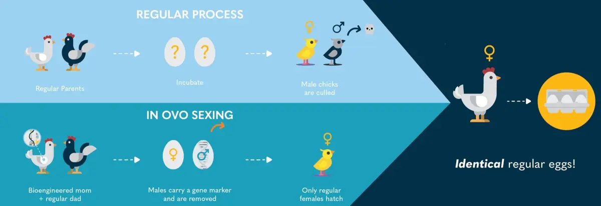 How gene editing can be used to support in-ovo sexing.