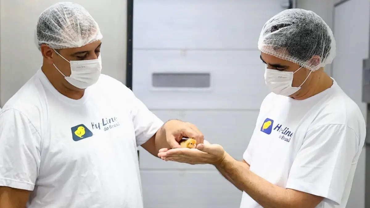 Source: AAT and Hy-Line do Brazil