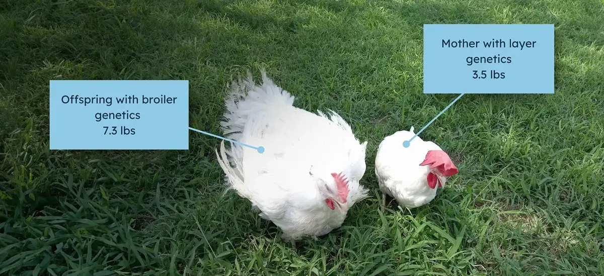 A proof of concept from the LLB project. On the right is a sterile surrogate hen, whose offspring is over twice as big as she is.