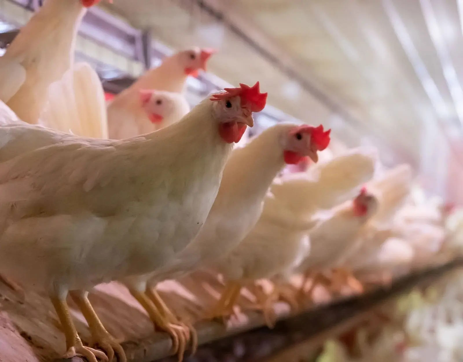 White chickens standing on wooden perches inside a barn