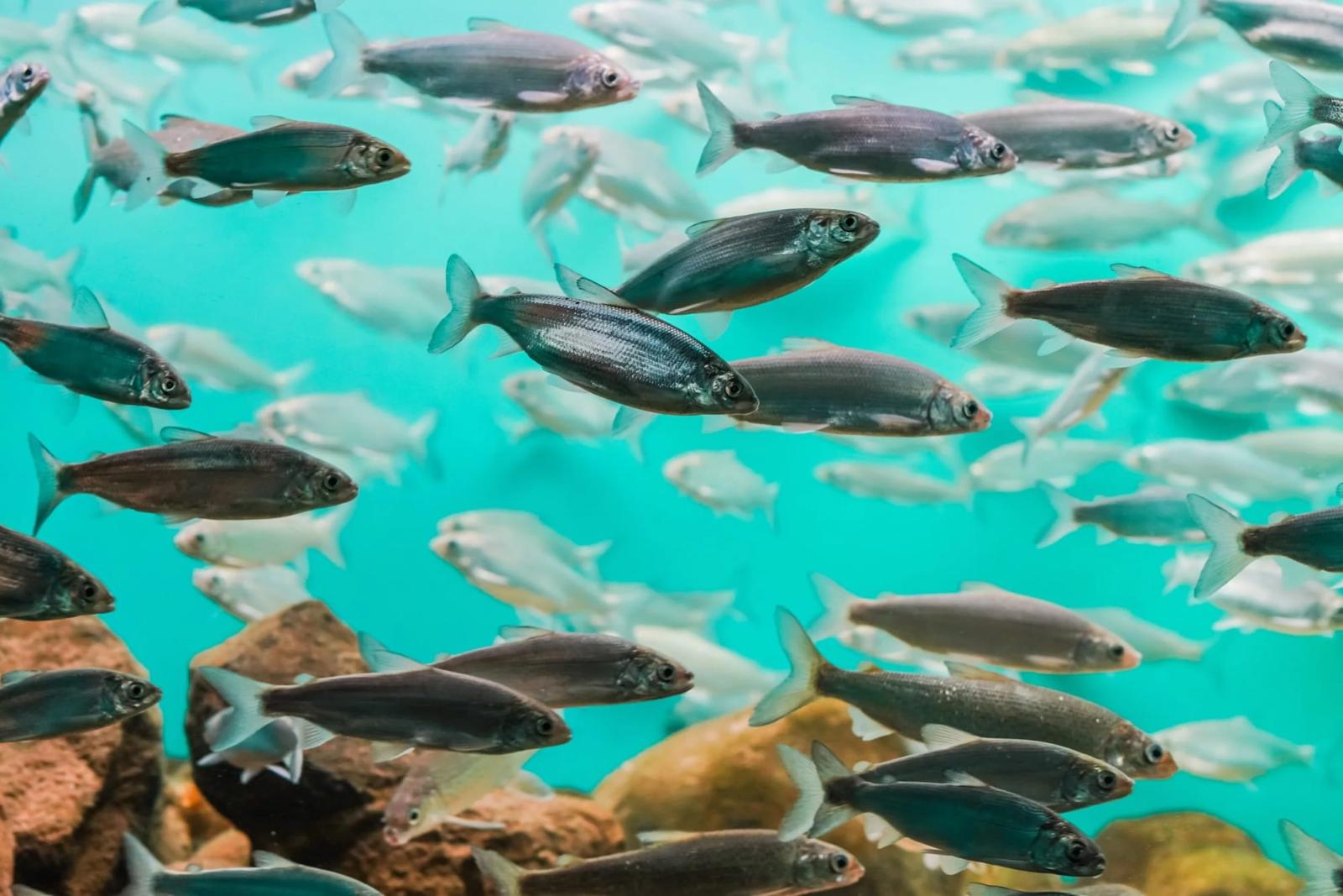 School of fish in an aquaculture setting