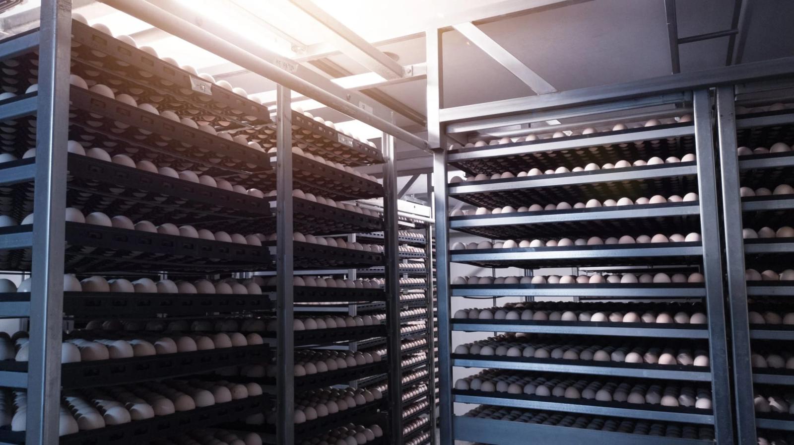 hatchery of the future hero