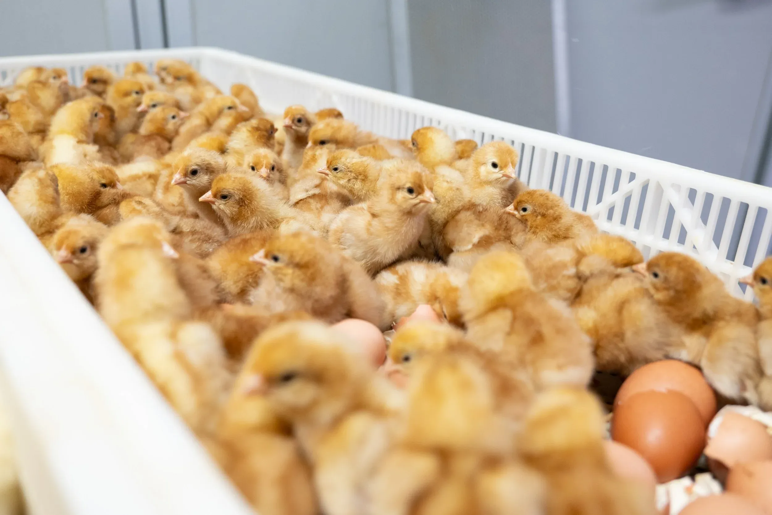 A poultry hatchery interior