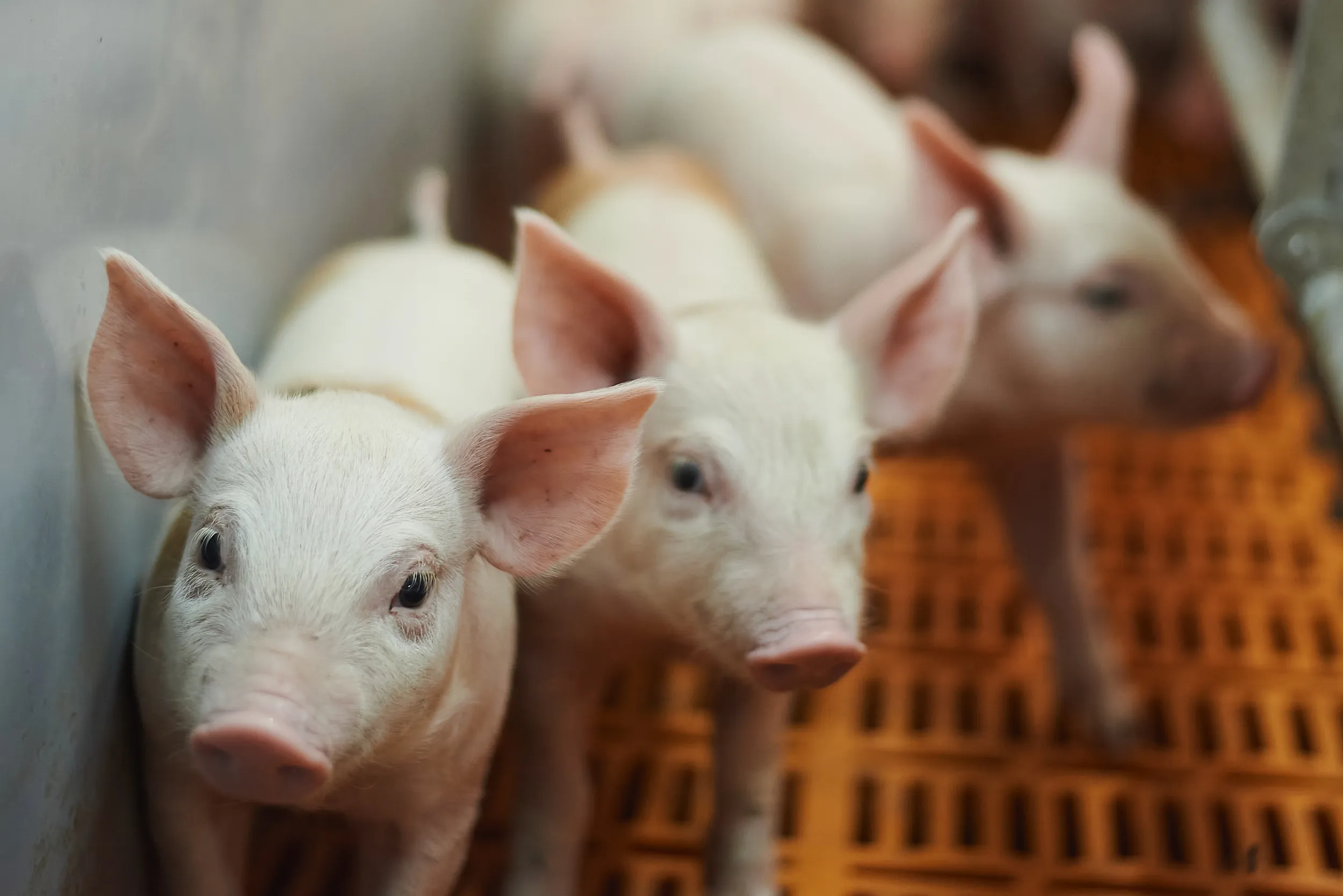 Swine immunocastration report cover